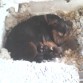 esta es la foto de mi perra isis y sus cachorros??????????
